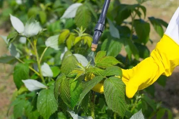 обработка малины Абрикосовая от болезней