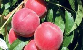 персик Флеминг фьюри