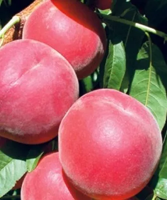 персик Флеминг фьюри