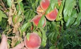 деревья сорта Флеминг фьюри с плодами