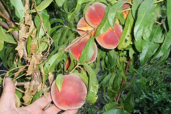 деревья сорта Флеминг фьюри с плодами