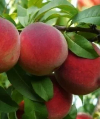 персик Кардинал