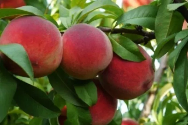 персик Кардинал