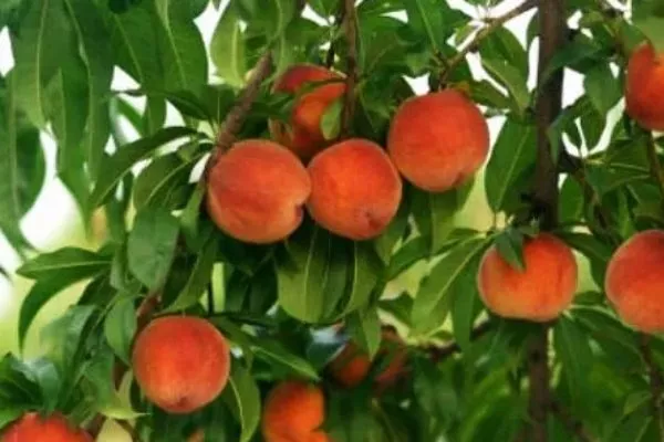 персик Кардинал