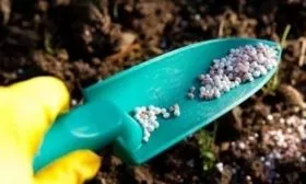 удобрение персика сорта Кардинал