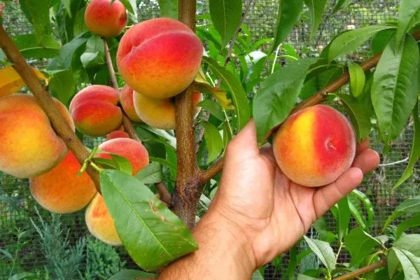 сбор урожая персиков Кардинал