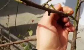 размножение персика Кардинал