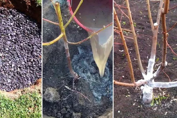 посадка персикового дерева Сатурн