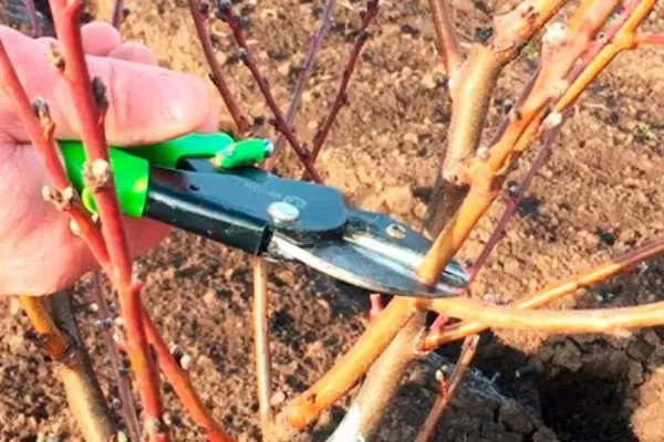 обрезка персикового дерева Сатурн