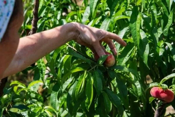 сбор урожая персика Сатурн