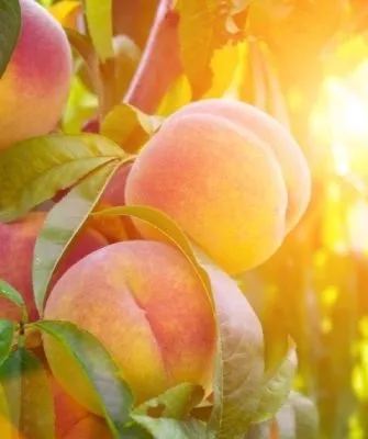 персик сорта Солнечный