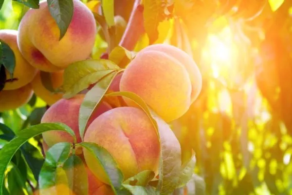 персик сорта Солнечный