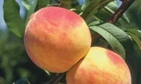 плоды персика сорта Солнечный