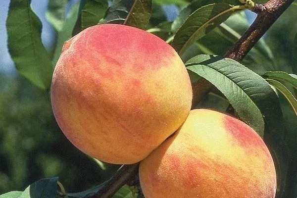 плоды персика сорта Солнечный