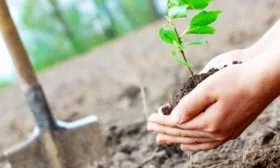 посадка персика Солнечный