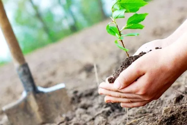 посадка персика Солнечный