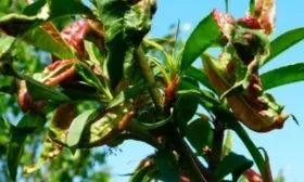 поражённый болезнью персик Солнечный