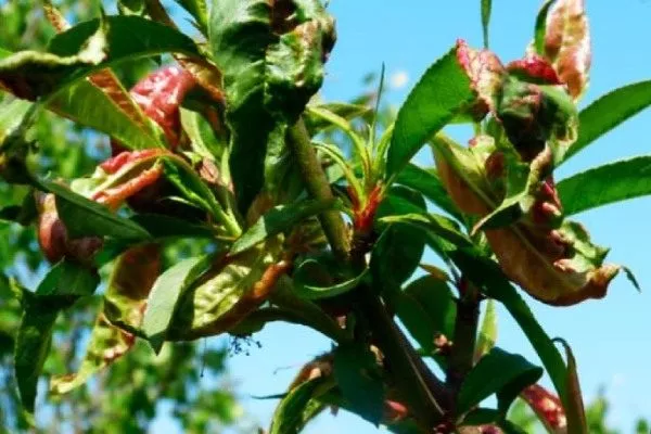 поражённый болезнью персик Солнечный