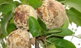 поражённый монилиозом персик Солнечный