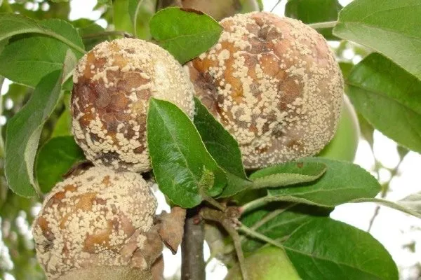 поражённый монилиозом персик Солнечный