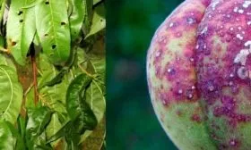 признаки оспы у персика Солнечный