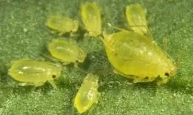 тля на персике Солнечном