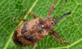 цветоед на персике Солнечном