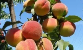 персик сорта Бархатный