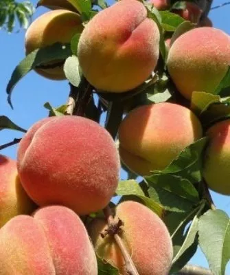 персик сорта Бархатный
