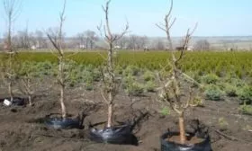 посадка персика Бархатный