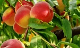 урожай персика Бархатный