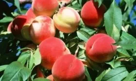 персик Краснощёкий