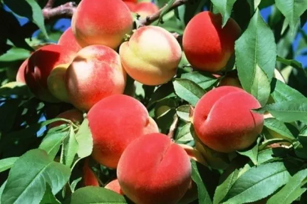 персик Краснощёкий