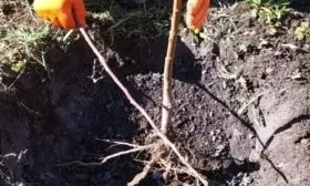 посадка саженца Краснощёкого