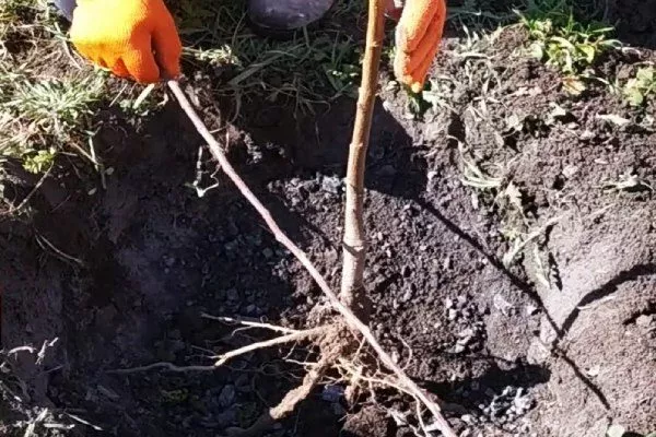 посадка саженца Краснощёкого