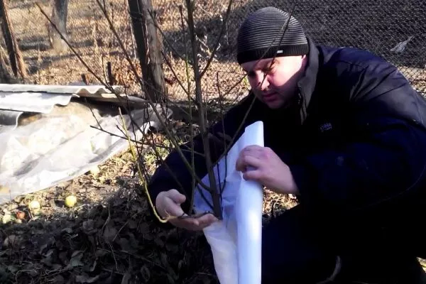 утепление персика Краснощёкий