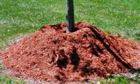 утепление персика Флеминг фьюри к зиме