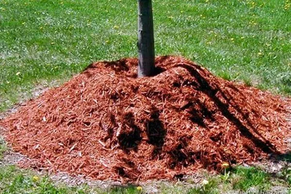 утепление персика Флеминг фьюри к зиме