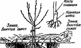 посадка саженца сорта Флеминг фьюри