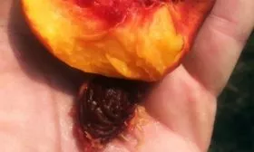 косточка персика Флеминг фьюри