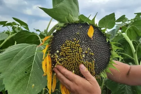 подсолнух Лакомка