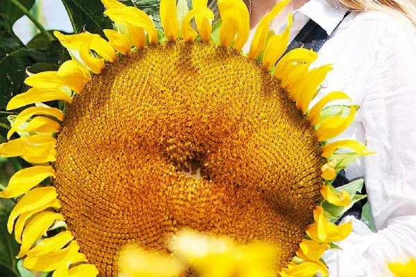 внешний вид подсолнуха Орешек