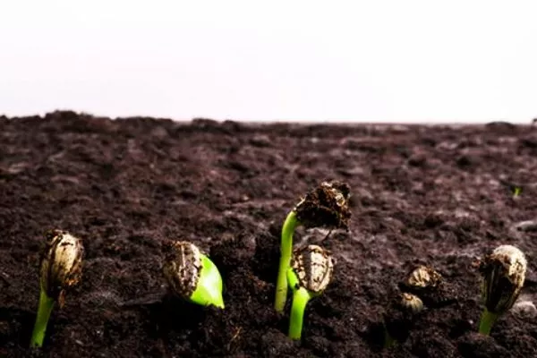 выращивание сорта Орешек