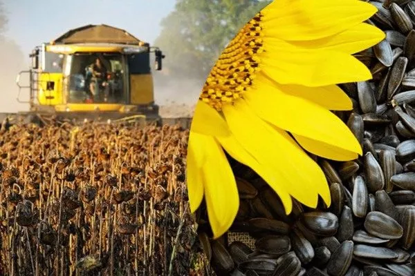 уборка урожая сорта Орешек