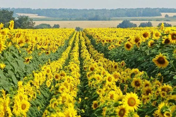 посадка подсолнухов Орешек