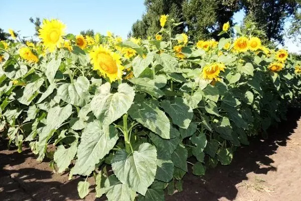 посадка подсолнухов Лакомка