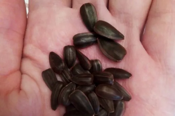 семечки подсолнуха Лакомка