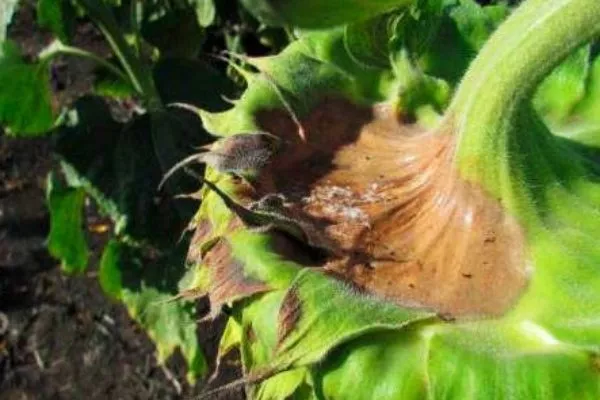 подсолнух Лакомка, поражённый болезнью