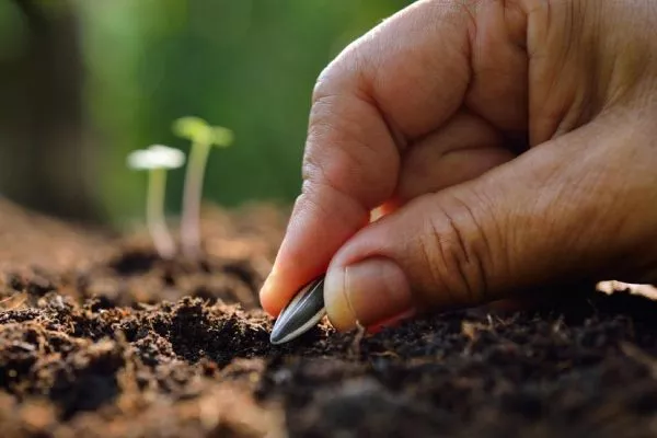 посев сорта Лакомка