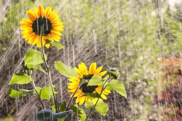 полив подсолнуха Лакомка